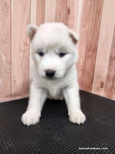 white husky puppy for sale