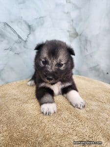 agouti husky puppy for sale