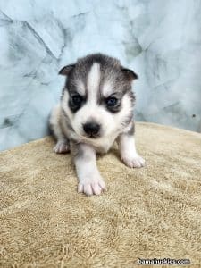 sable husky puppy for sale