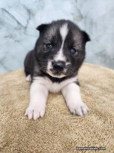 agouti husky puppy for sale