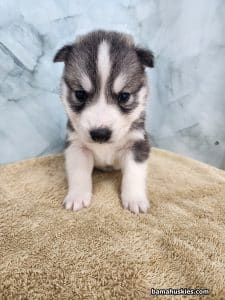sable husky puppy for sale