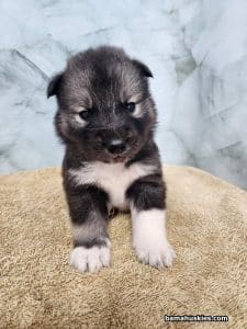 agouti husky puppy for sale