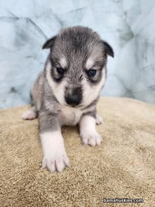 sable husky puppy for sale