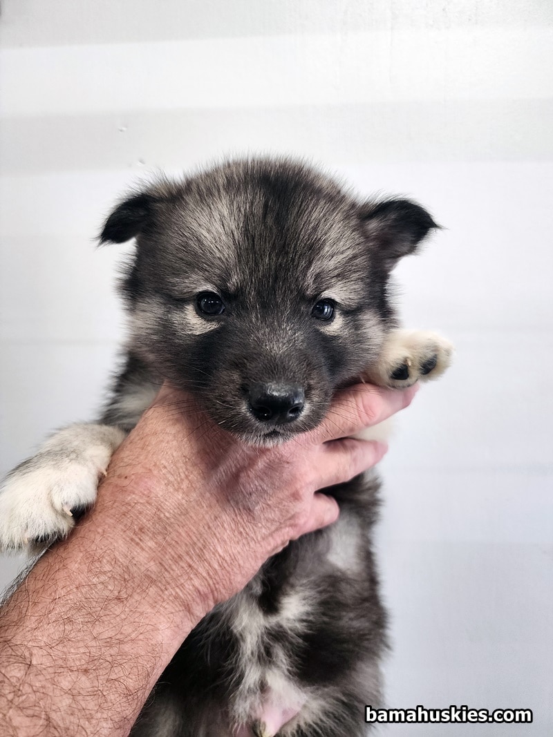 agouti husky puppy for sale