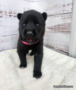 solid black husky puppy for sale