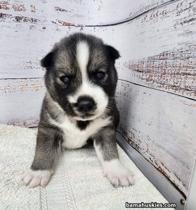 agouti husky puppy for sale