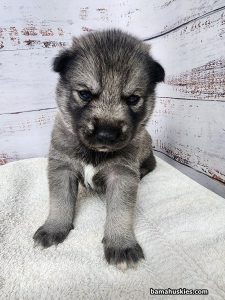 agouti husky puppy for sale