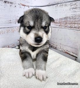 agouti husky puppy for sale