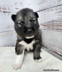 agouti husky puppy for sale