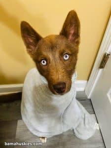 coper husky puppy with blue eyes.