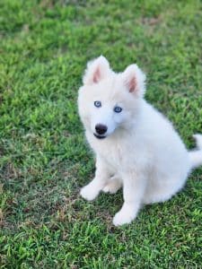 white husky puppy