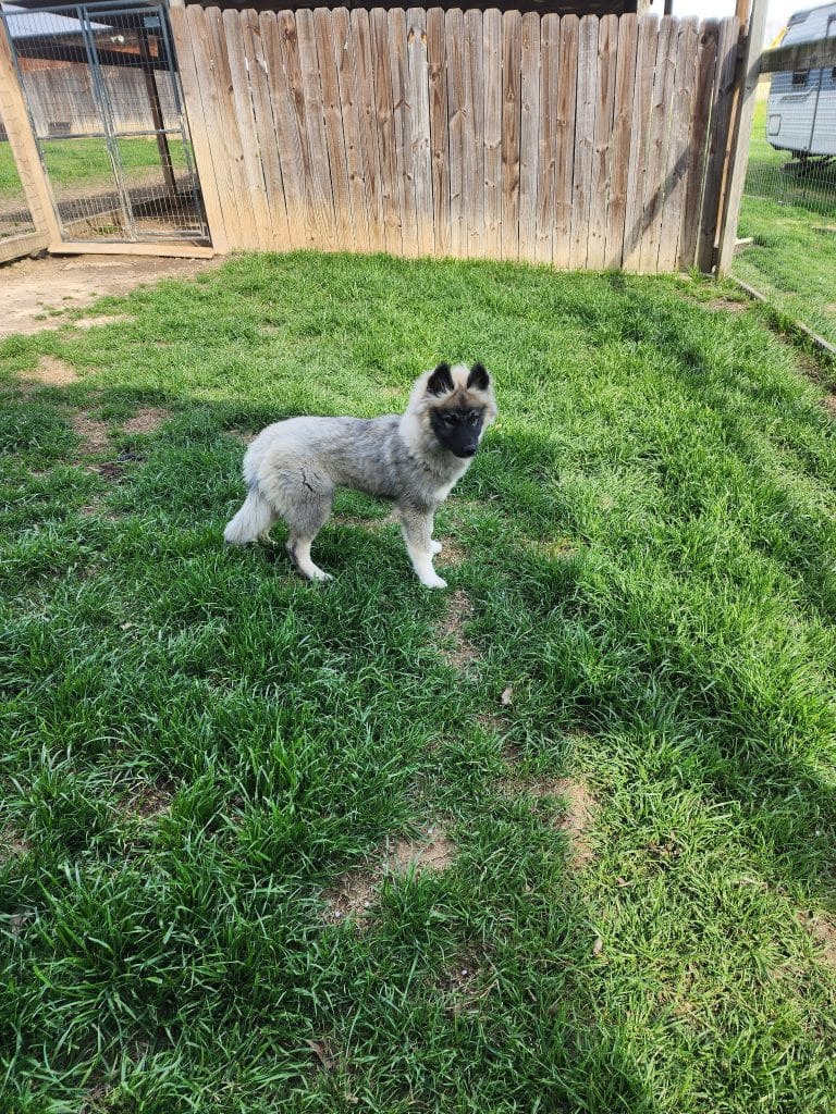 Siberian Husky puppy with blue eyes sitting in a Houston park.