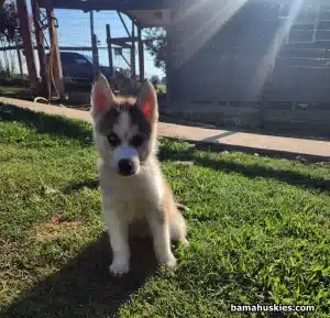 a grey and white Bama huskies puppy enjoying a sunny day in Alabama