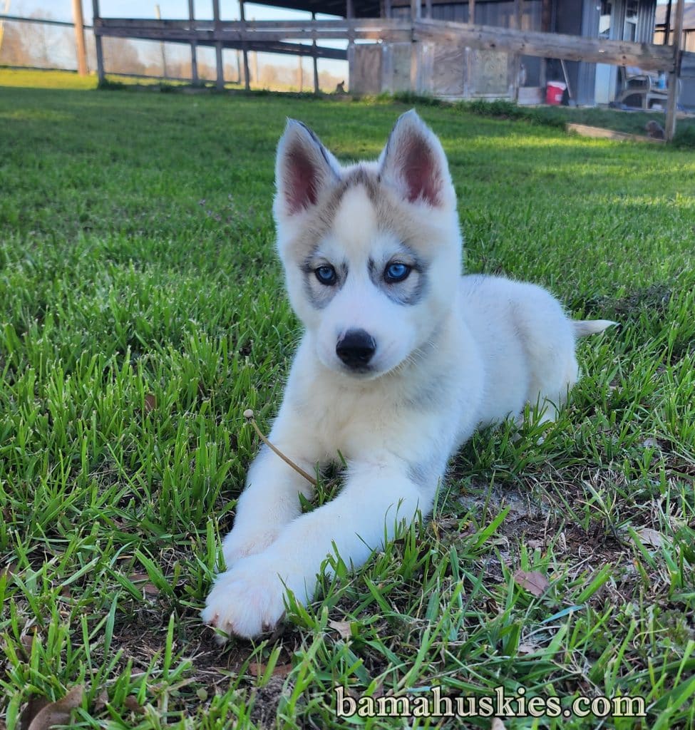 "Siberian Husky puppy with blue eyes sitting on green grass in Atlanta, Georgia"