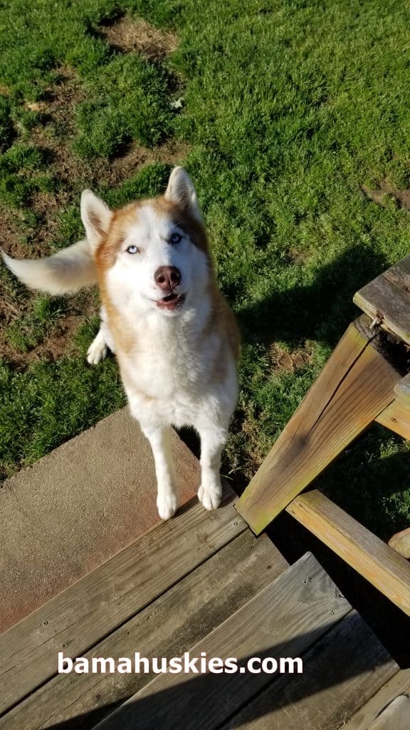 a red and white Siberian Husky near Birmingham Al