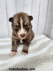 copper and white husky puppy