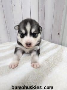 agouti and white husky puppy for sale