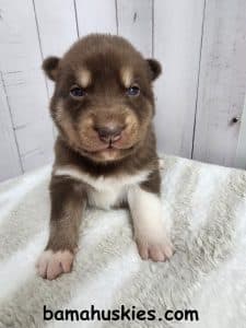 copper and white husky puppy for sale
