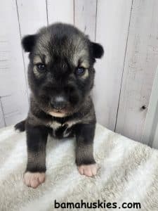Female dirty faced agouti husky puppy for sale