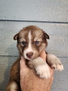 copper and white husky puppy for sale