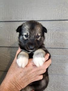 Agouti female husky puppy for sale