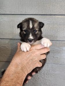 agouti and white husky puppy for sale