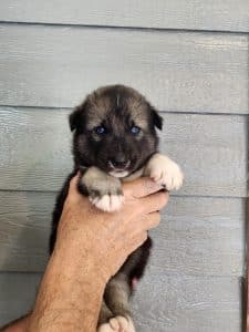 agouti male husky puppy for sale.