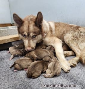 13 new husky puppies