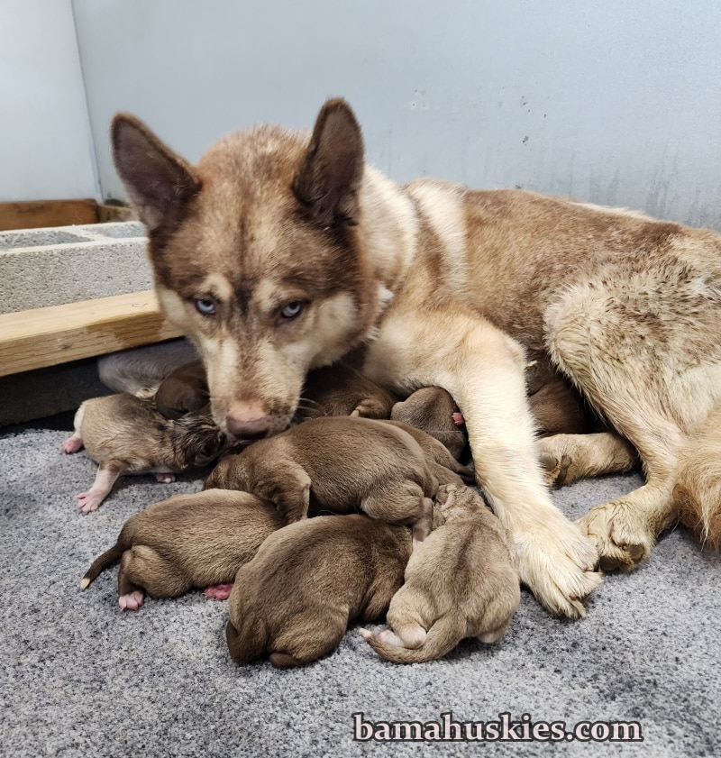 13 new husky puppies
