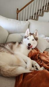 previous red and white husky