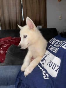 white husky puppy with blue eyes