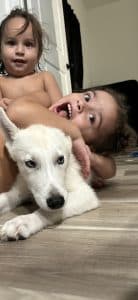white husky puppy with blue eyes