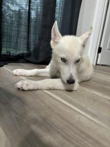 white husky puppy with blue eyes