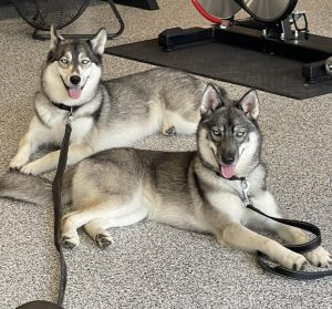 agouti huskies