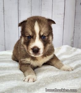 copper and white husky puppy for sale