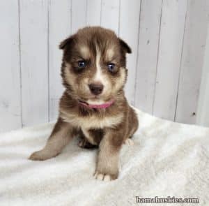 copper and white husky puppy for sale