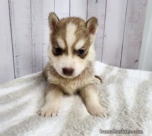 copper and white husky puppy for sale
