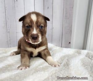 copper and white husky puppy for sale