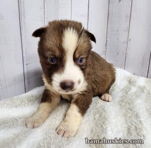 copper and white husky puppy for sale