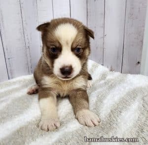 copper and white husky puppy for sale