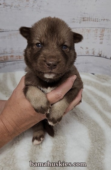 dirty faced copper husky puppy for sale