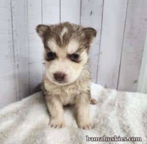 copper and white husky puppy for sale