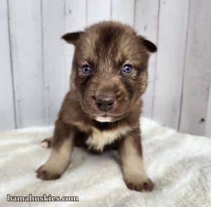 copper and white husky puppy for sale