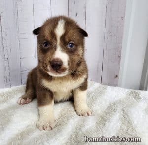 copper and white husky puppy for sale