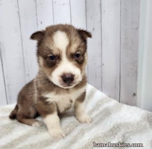 copper and white husky puppy for sale