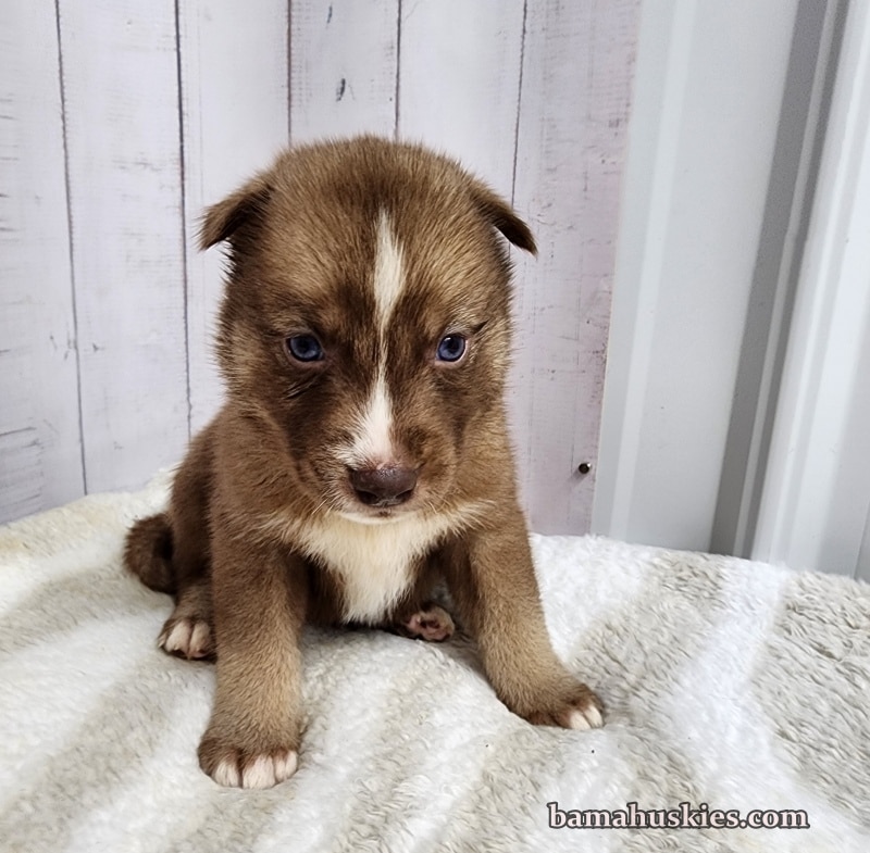 copper and white husky puppy for sale