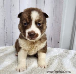 copper and white husky puppy for sale
