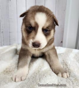copper and white husky puppy for sale
