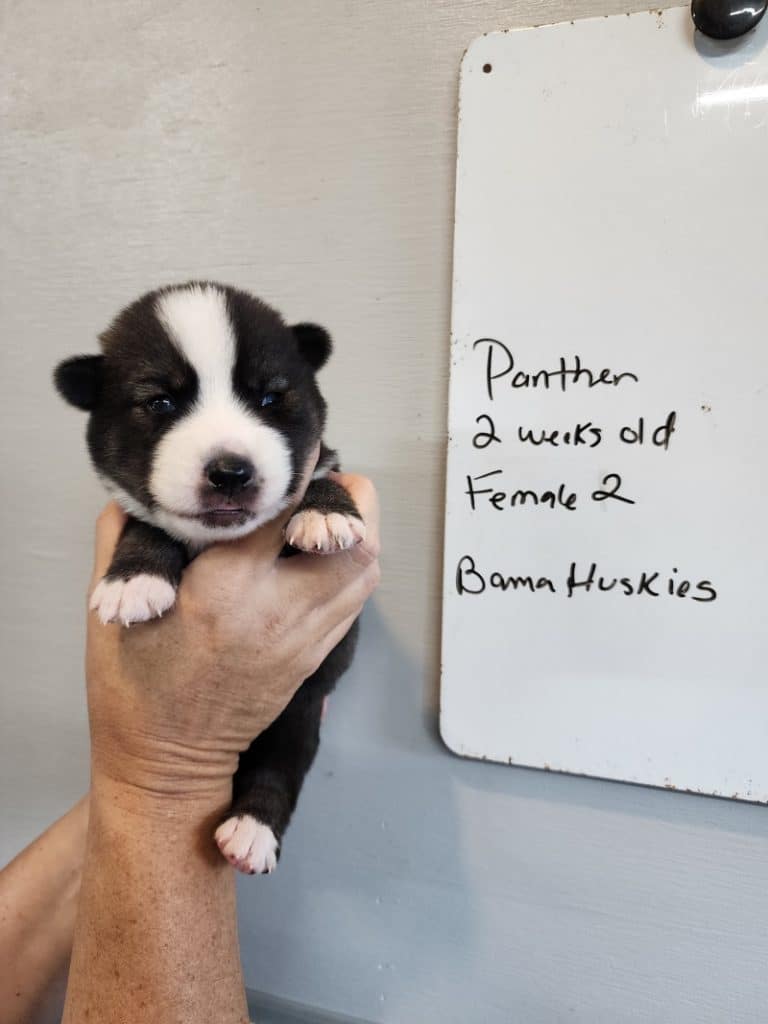 agouti husky puppy for sale