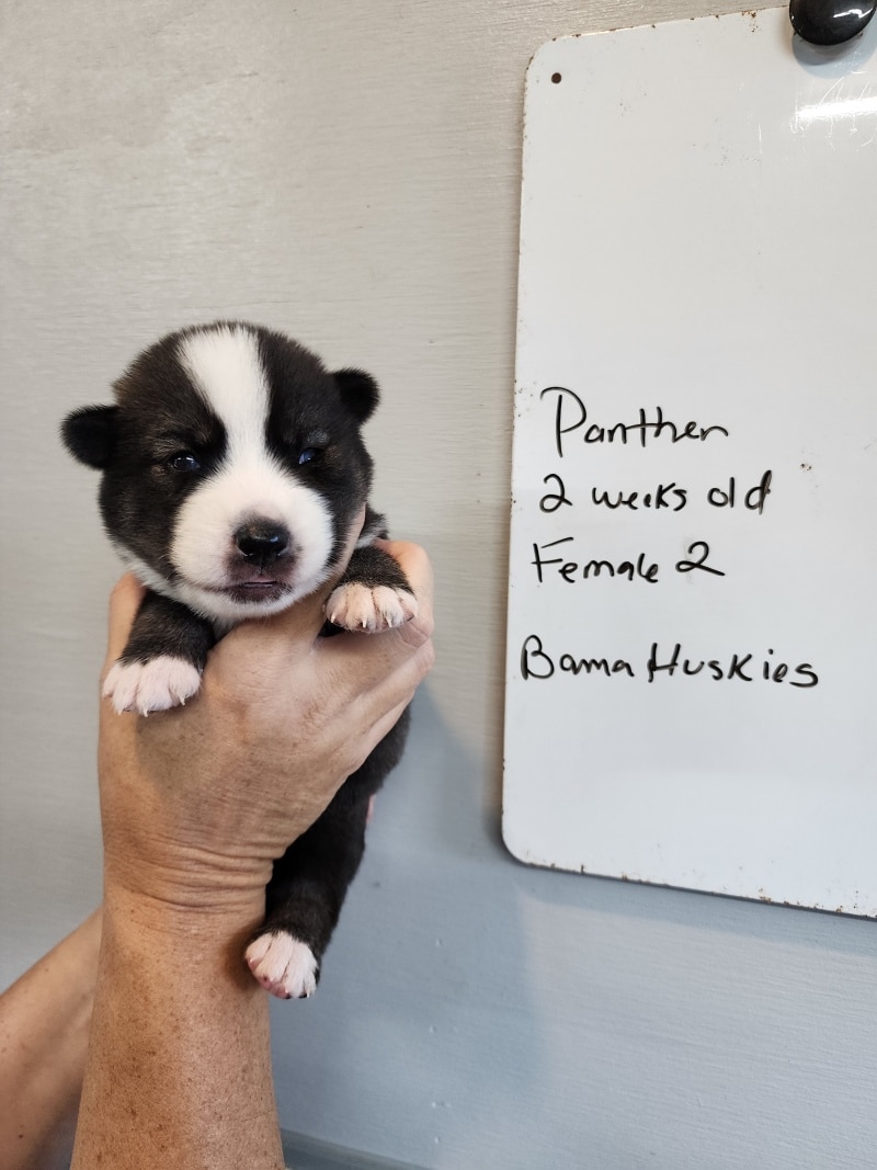 agouti husky puppy for sale